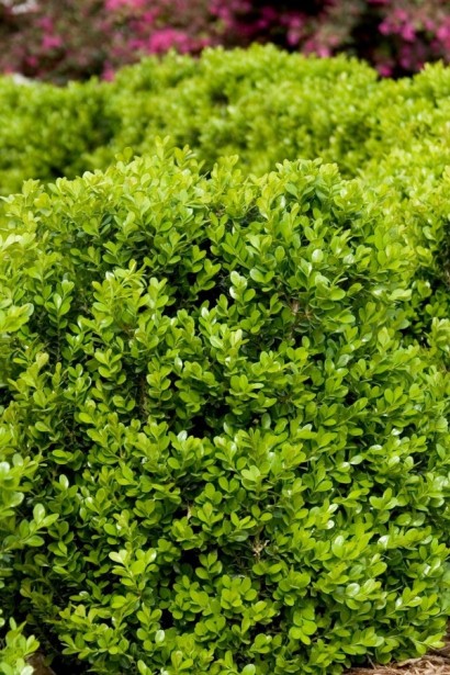 Самшит дрібнолистий Фолкнер | Самшит мелколистный Фолкнер | Buxus microphilla Faulkner